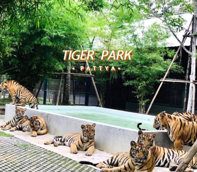 Tiger-Park-pattaya