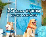 pet-friendly-hotels-near-bangkok