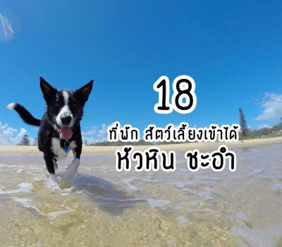 pets-friendly-hotels-hauhin-chaam