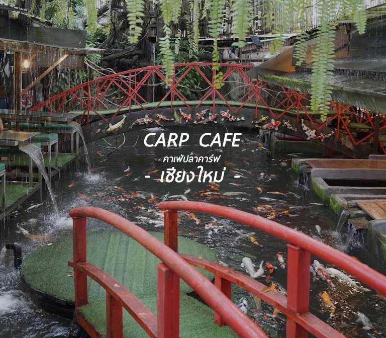 carp-cafe-chiangmai