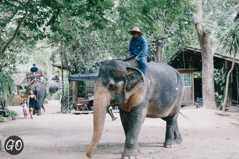 Review image of มองช้าง คาเฟ่ 