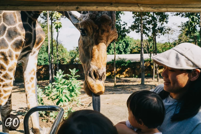 Review image of Chiang Mai Night Safari 