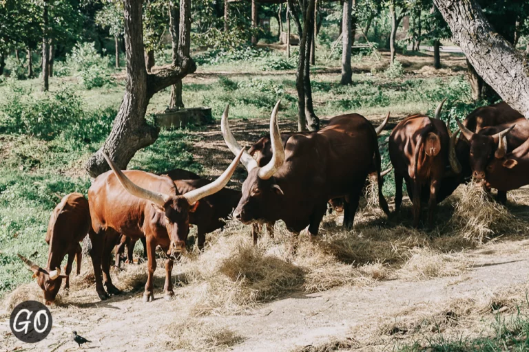 Review image of Chiang Mai Night Safari 