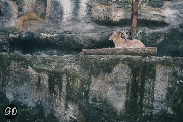 Review image of Chiang Mai Night Safari 