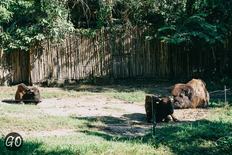 Review image of Chiang Mai Night Safari 