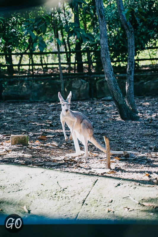 Review image of Chiang Mai Night Safari 