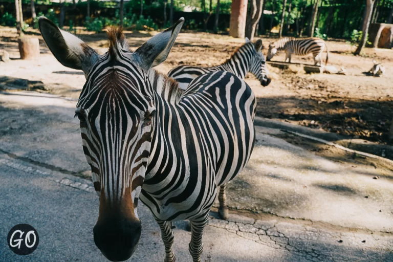 Review image of Chiang Mai Night Safari 