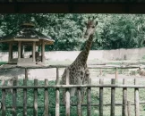 Review image of Chiang Mai Zoo