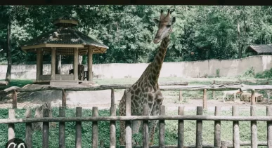 Review image of Chiang Mai Zoo