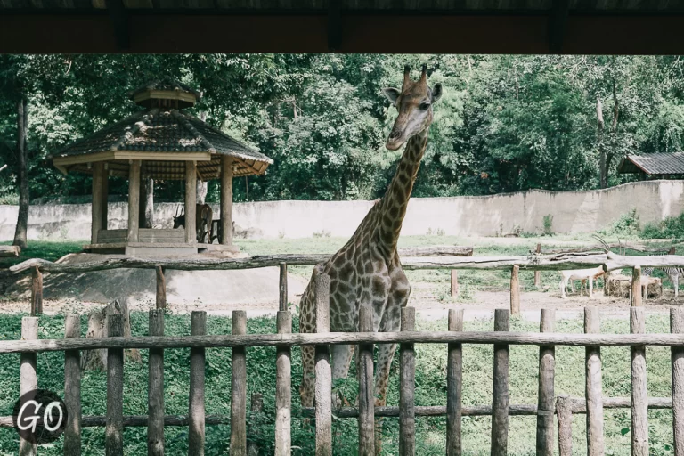 Review image of Chiang Mai Zoo