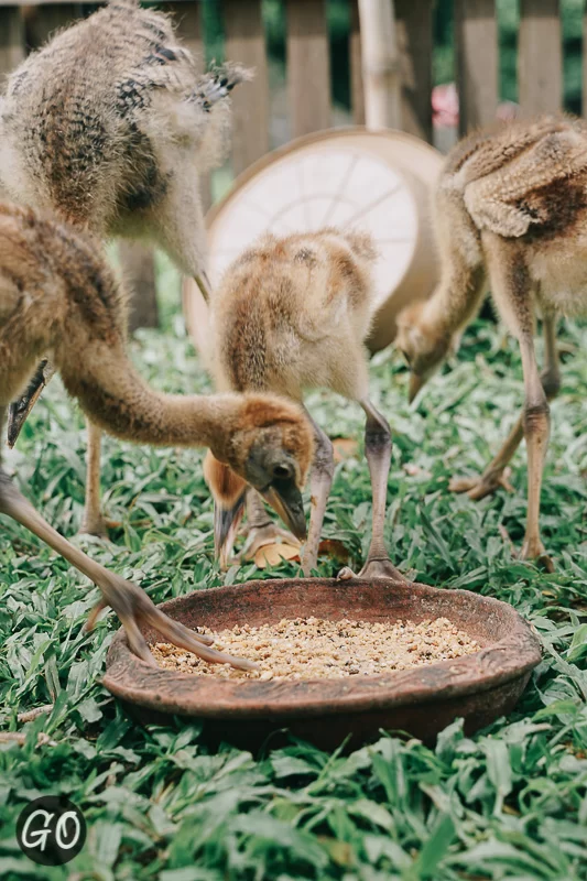 Review image of Chiang Mai Zoo 