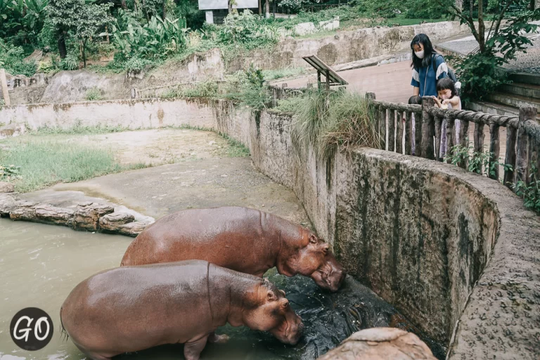 Review image of Chiang Mai Zoo 