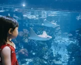 Review image of Phuket Aquaria