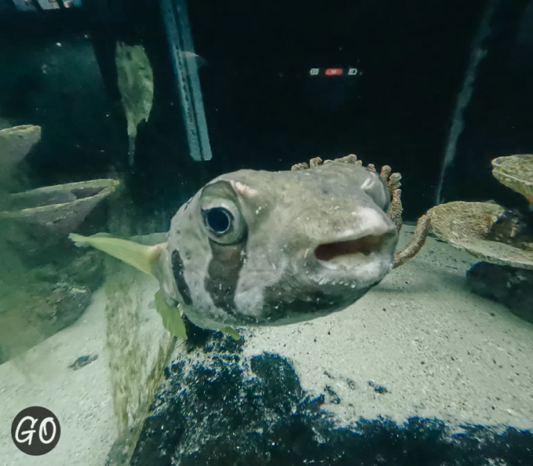 Review image of Phuket Aquarium 