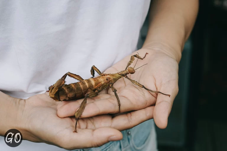 Review image of Siam Insect Zoo 